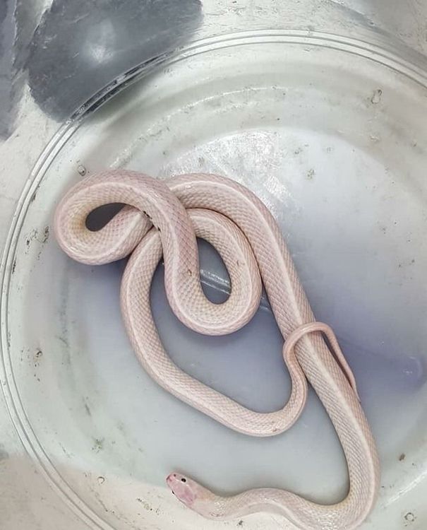 咬傷消防局的白蛇，經醫師證實為白化雨傘節。民眾提供