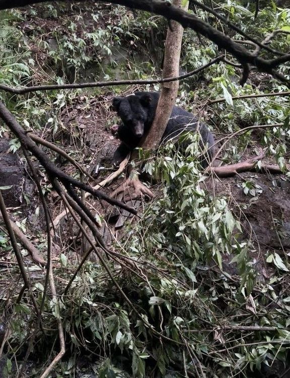 臺灣黑熊遭到犯嫌兩人設置的陷阱受困。南投地檢署提供