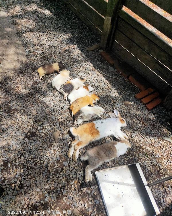兔子和天竺鼠被發現時已經死亡。翻攝自爆廢公社公開版