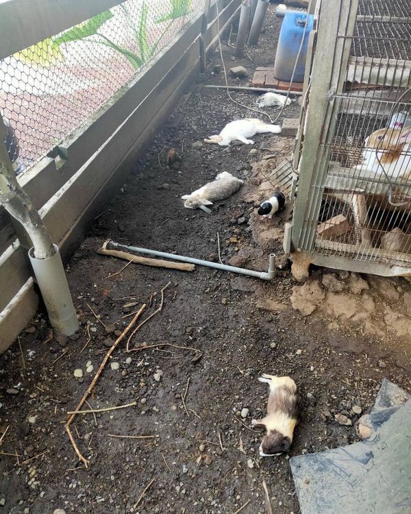 飼主認為是流浪犬闖入導致。翻攝自爆廢公社公開版