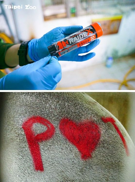 發情蠟筆被網友稱為「行房紀錄器」。facebook/Taipei Zoo 臺北市立動物園
