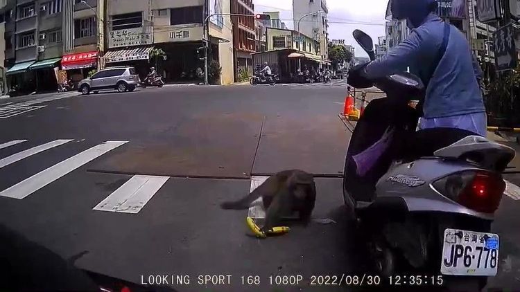 猴子強搶的2根香蕉一度掉落地面。翻攝自臉書「爆廢公社」