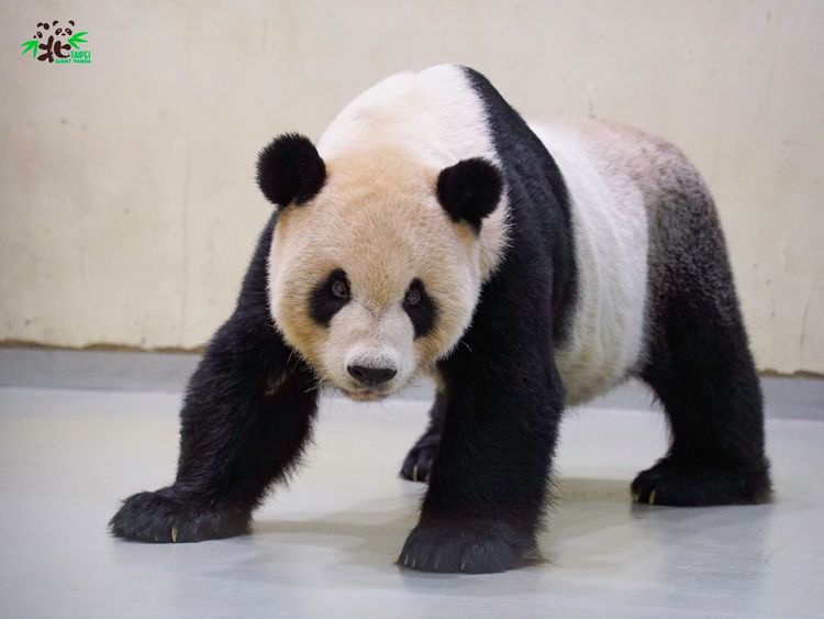 「團團」檢查完成返回大貓熊館休息。動物園提供