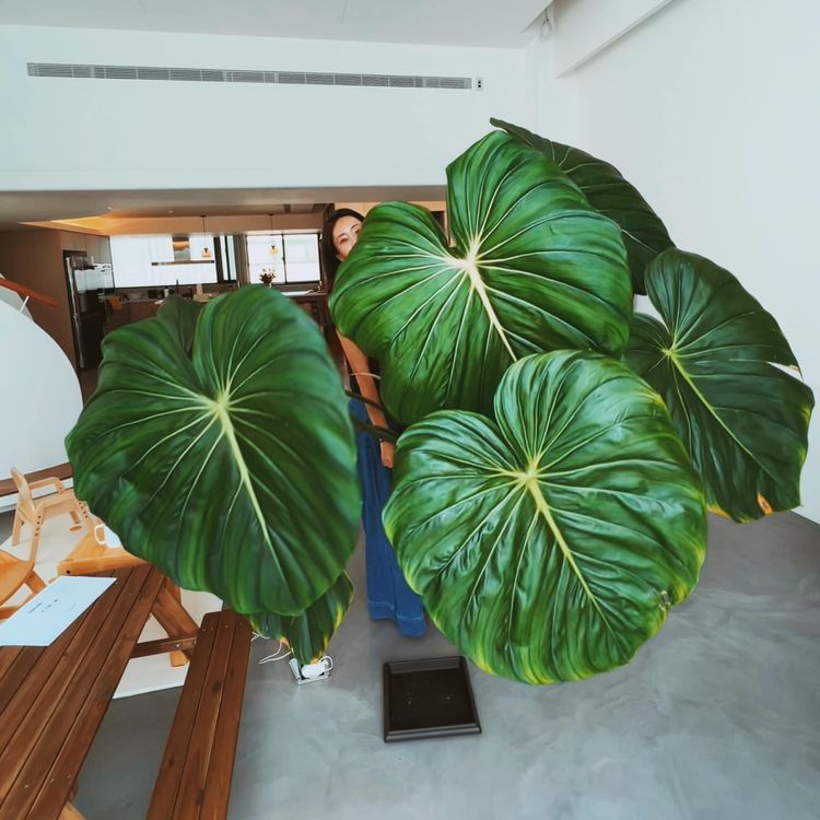 超大的葉片，這是蔓綠絨「大麥克」近來頗夯。引自隋棠臉書