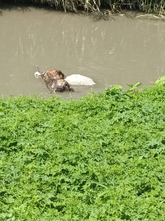 小黑母狗遺體被無情丟入溝渠，被發現時已腫脹腐爛。民眾提供