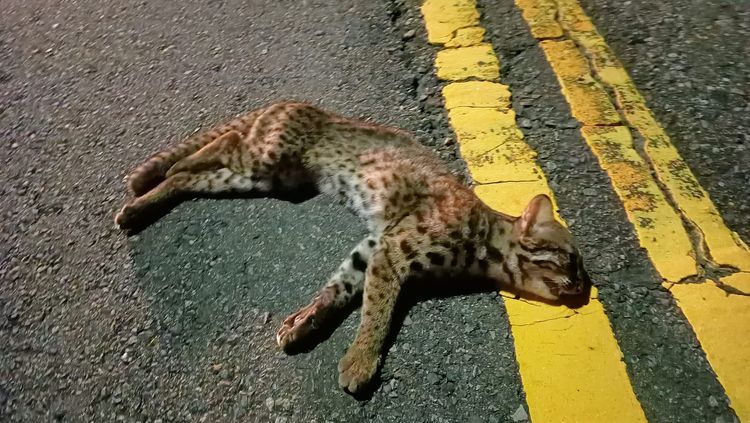 保育官員研判，遭路殺的石虎可能棲息在附近的公墓。翻攝臉書《爆料公社》