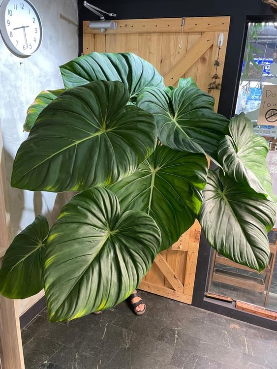 也有網友分享自家的，同樣尺寸驚人。引自隋棠臉書