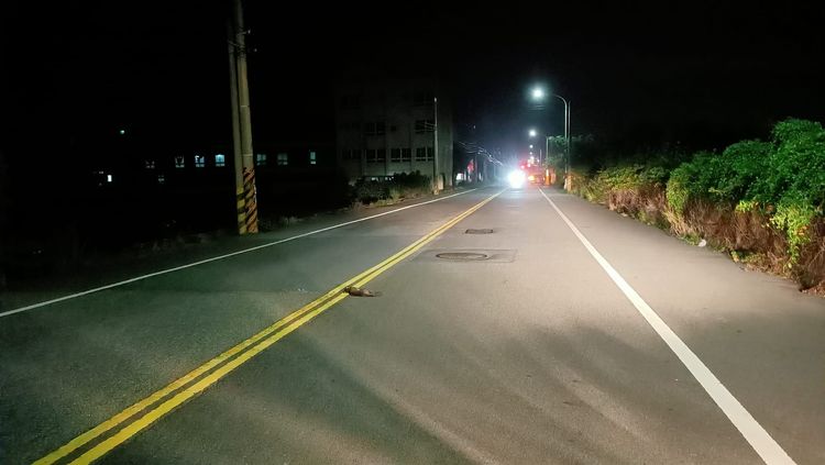 石虎被發現位置是苗九線。翻攝臉書《爆料公社》