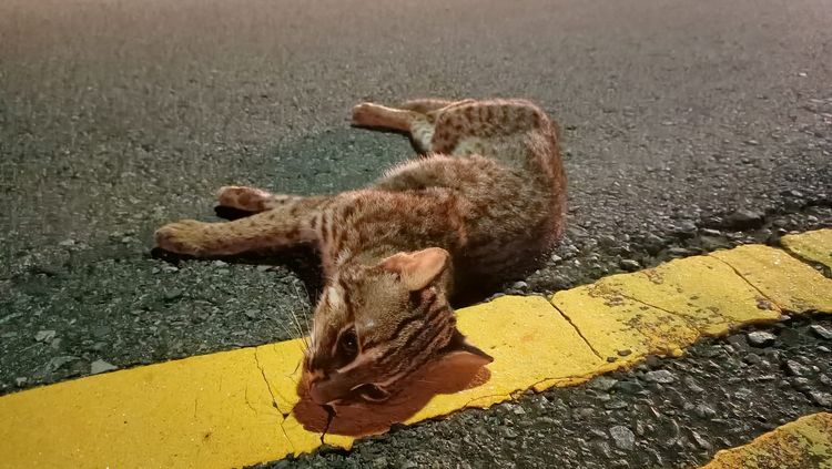 不幸遭路殺的石虎是隻公石虎。翻攝臉書《爆料公社》