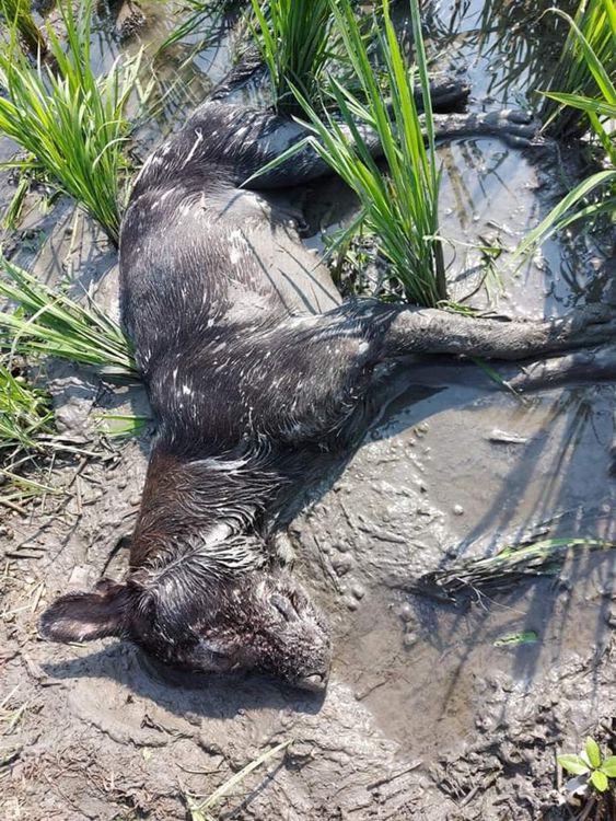 小黑母狗陳屍田間。民眾提供