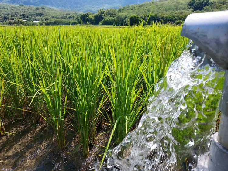 近日正是稻作正需用水的時期。林國欽提供