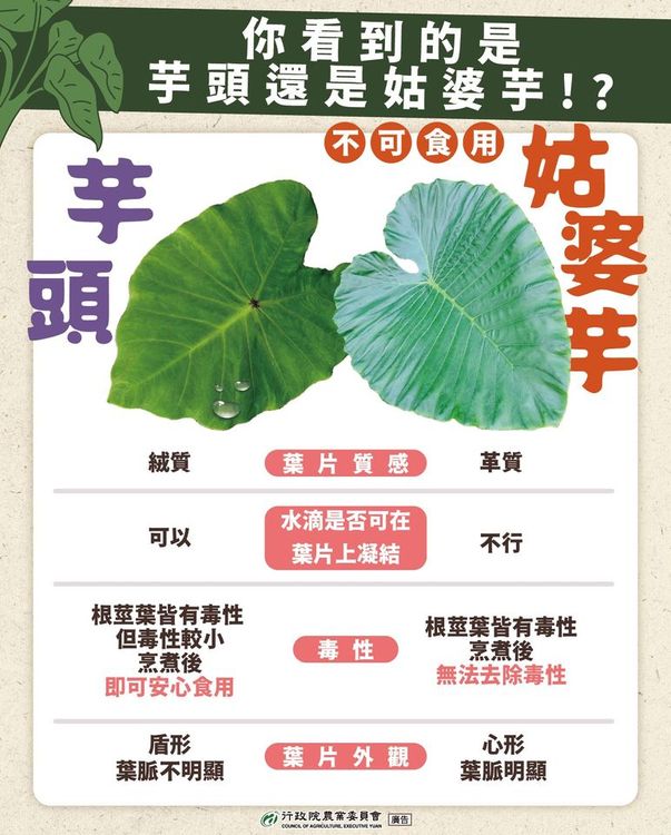芋頭和姑婆芋該怎麼分辨。翻攝農委會臉書
