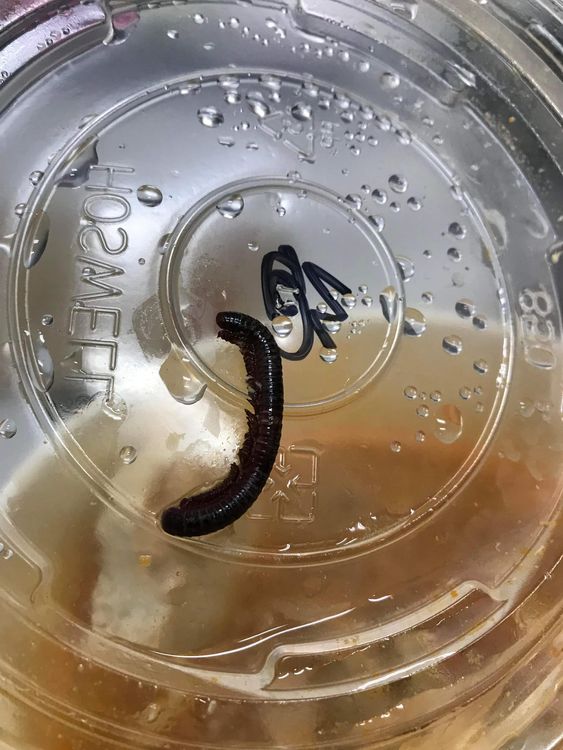 翻攝自爆料公社公開版