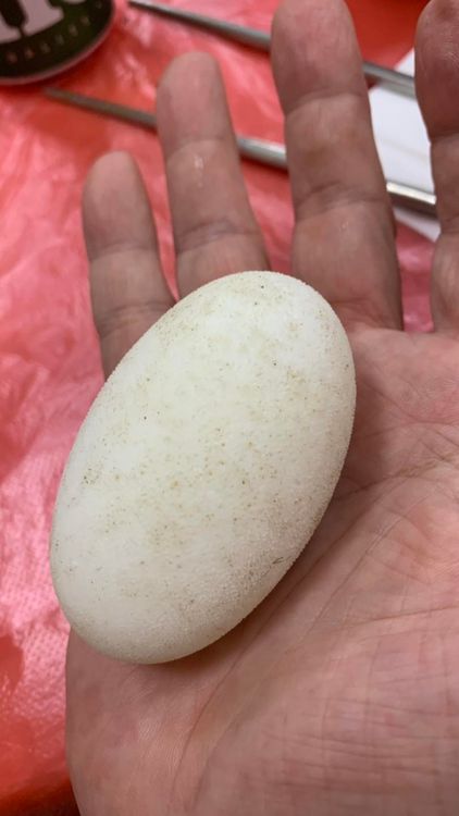 養殖鱷魚蛋。翻攝自高大成臉書