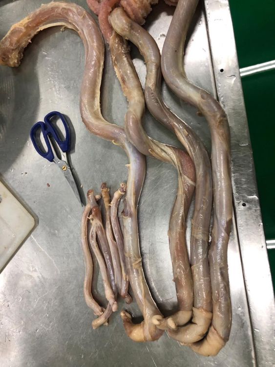 牛鞭。翻攝自高大成臉書