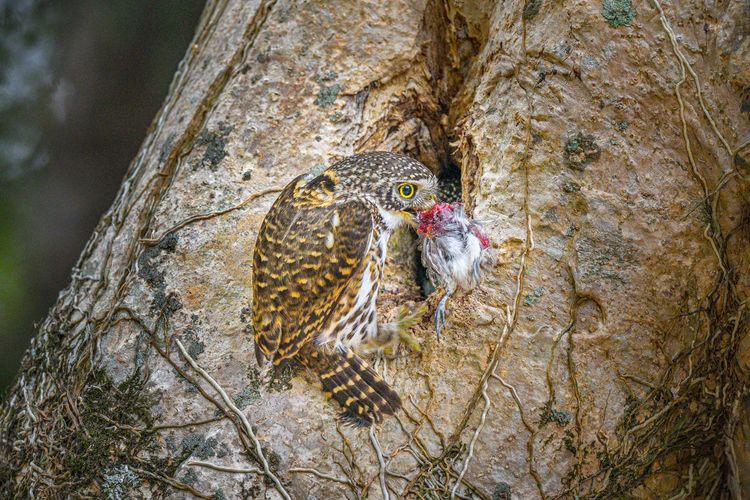 會員李鴻基作品。拍鳥俱樂部提供