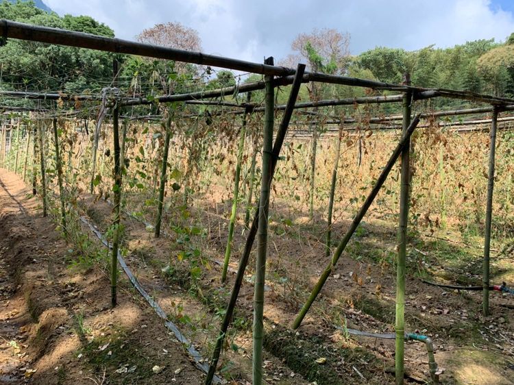 秀林鄉農作乾旱。花蓮縣政府提供