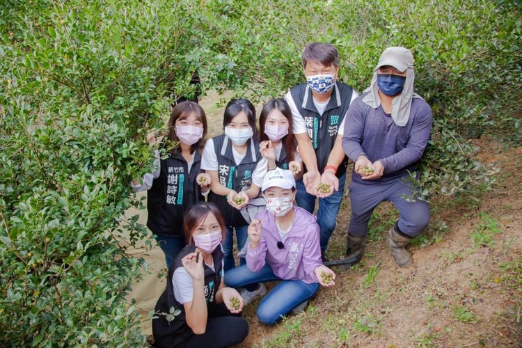 高虹安今天到新竹市香山區體驗採摘苦茶油，也與在地農民針對產業交流。高虹安競辦提供