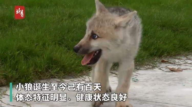 複製北極狼「瑪雅」。翻攝微博