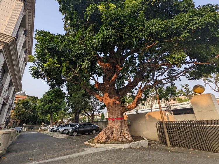 一棵私家珍藏超過500年的老茄苳樹，已被台中市府列管。王鈞生攝