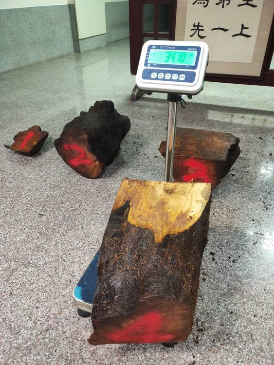 遭越南移工盜伐的木材角料數量眾多。南投地檢署提供