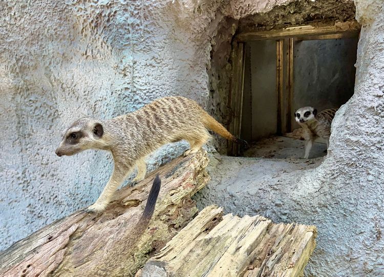 狐獴們東張西望像是發現新世界般的驚奇。觀光局提供