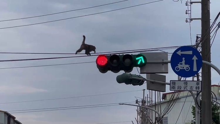 公所研判猴群擴大，派遣先頭部隊外出覓食。民眾提供