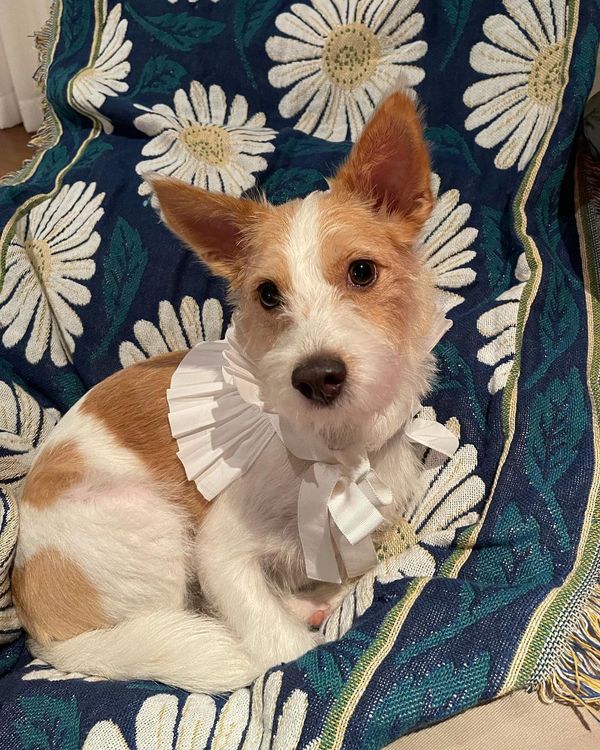 Hank是名副其實的「狗網紅」，牠的IG帳號也有超過335萬粉絲追蹤。翻攝hank_says_hank IG