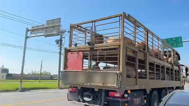 雲林虎尾林森路二段是許多大型運豬貨車必經路段。魏嘉良攝
