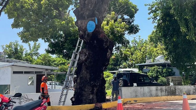 茄苳樹砍斷的傷口，經愛樹志工漆上藍色油漆修復。古和純攝