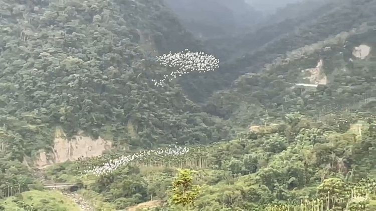 兩群黃頭鷺群互相伴飛，正要彙整成群。民眾提供