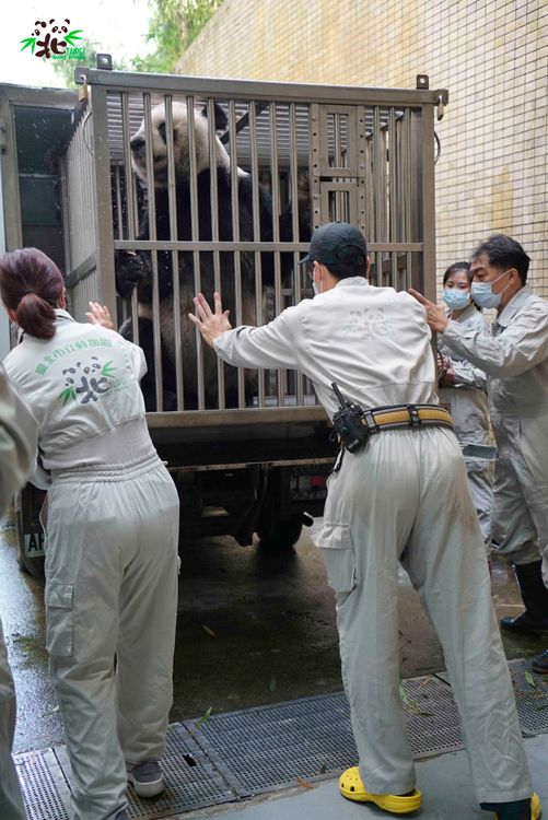 大貓熊團團準備送醫。翻攝自動物園官網