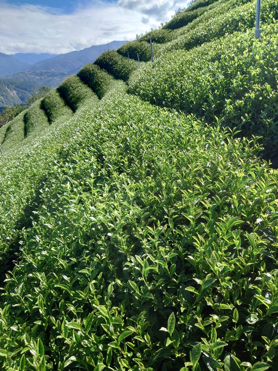 梨山高茶可說是台灣茶的代表，品質甘醇回潤。七叔公提供