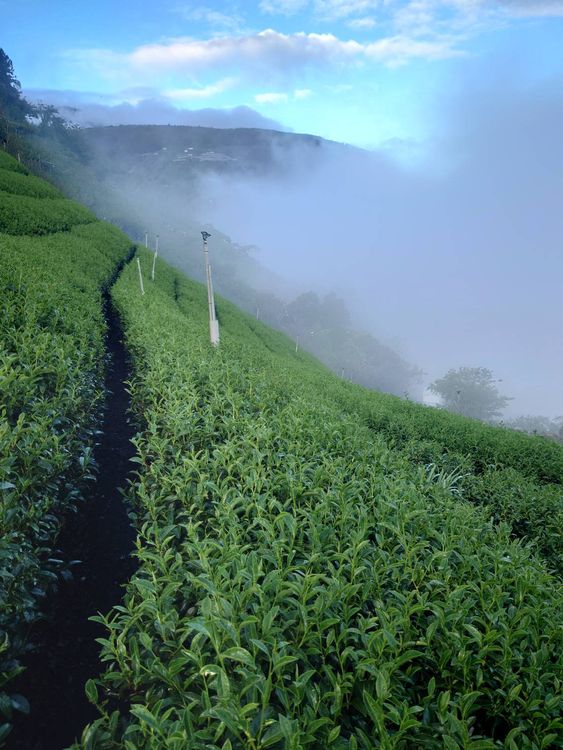 梨山地區早晚溫差很大，所以品質比其他地方還好。七叔公提供