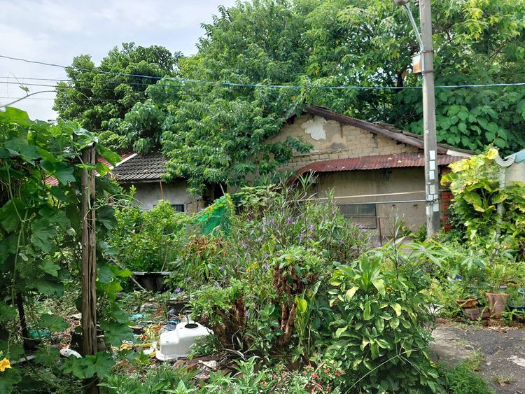 現場不少房舍雜草叢生，看不出位在一中商圈旁。自救會提供