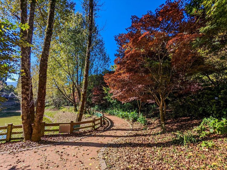 ，農場內鴛鴦湖旁的楓樹受到低溫影響，已逐漸轉色變紅。福壽山農場提供