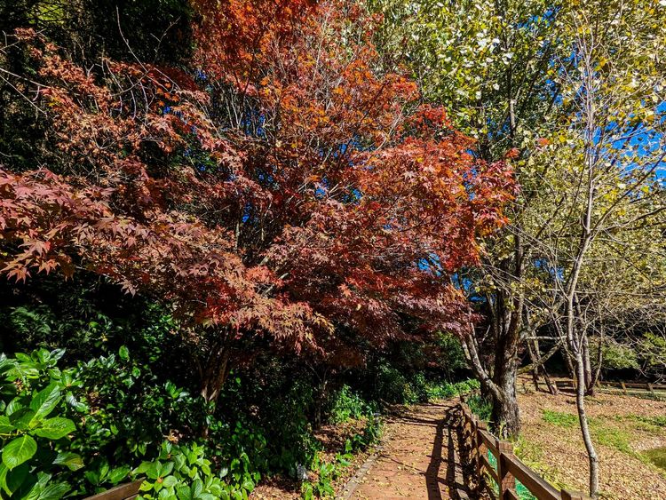 福壽山農場副場長王仁助表示，中秋節過後，農場天氣變涼，熟門熟路的遊客已早早上山賞楓。福壽山農場提供