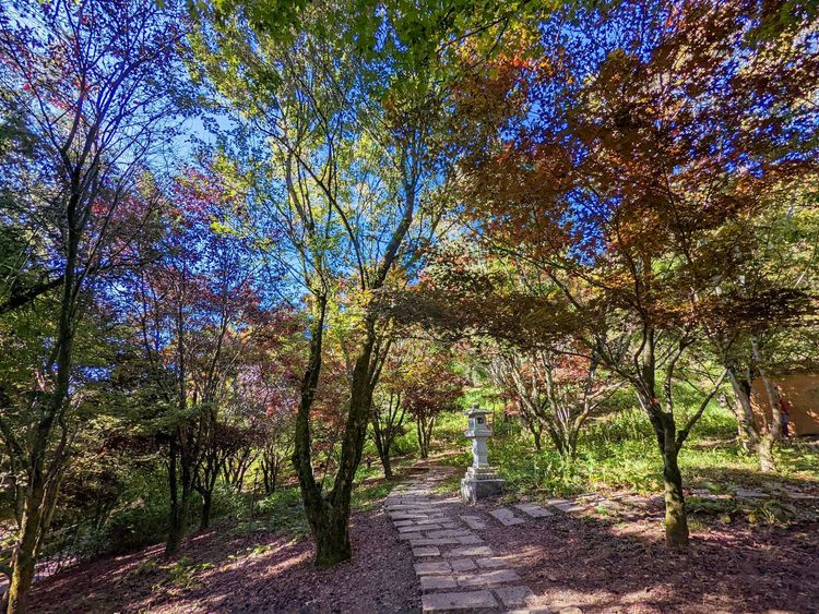 福壽山農場訂房已經到達九成，楓紅較往年提早約10~15天。福壽山農場提供