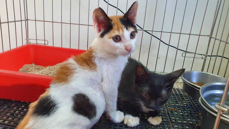 經動保人員細心照料，貓已恢復正常毛色。動保處提供