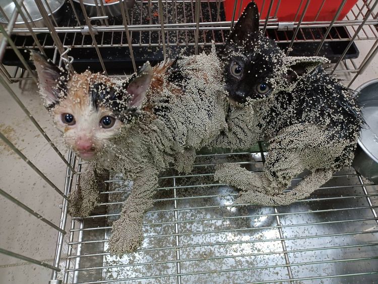 動報處將貓砂附蓋貓身。動保處提供