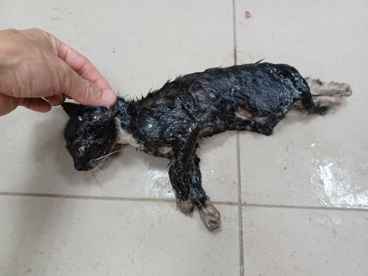 當時救回的貓，全身都是黏膠。動保所提供