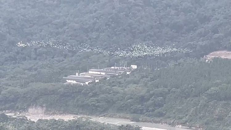 黃頭鷺群飛經雲嘉交界山區，在樟湖當地有萬鷺朝鳳美稱。民眾提供