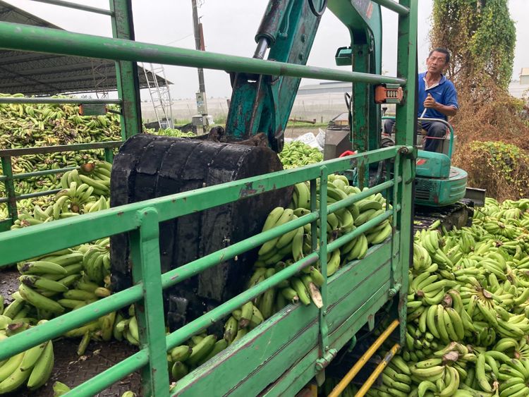 去化交蕉有的用怪手挖清，有的人工推下車。陳宏銘攝