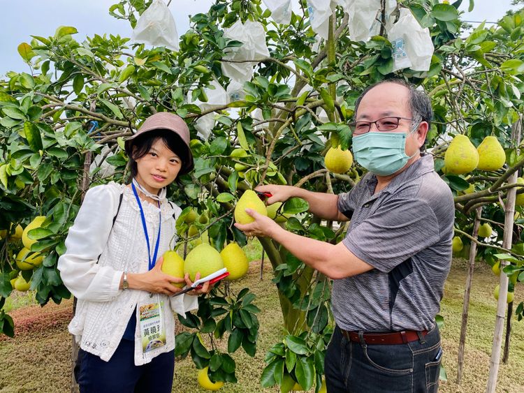 農糧署南區分署長羅正宗親自教導如何採收紅柚。王志弘攝