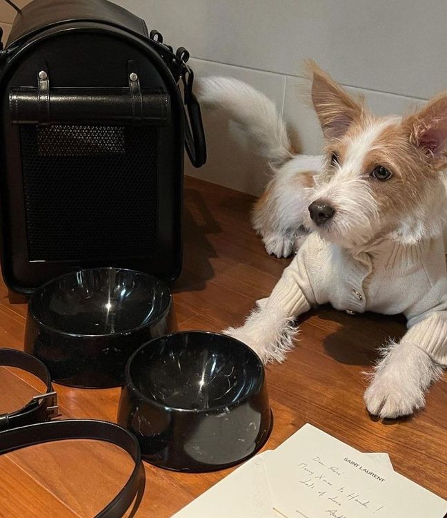 Hank先前曾收到過來自SAINT LAURENT的一系列寵物用品，全套行頭總價即超過16萬元。翻攝hank_says_hank IG