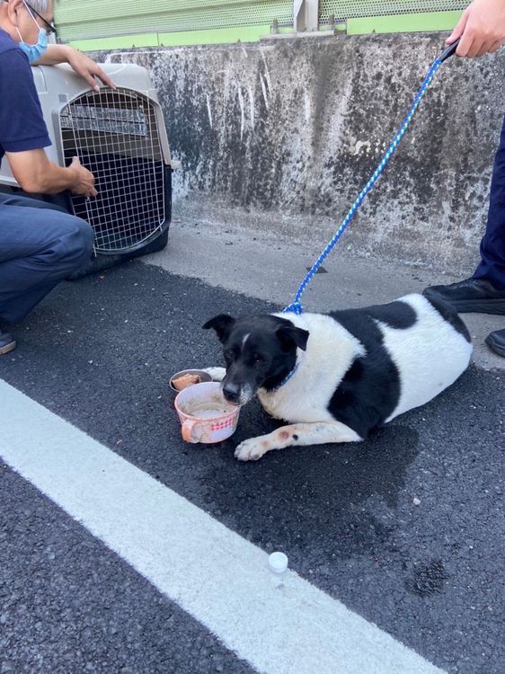 動保處到場將誤闖台65的狗帶下快速道路。新莊警分局提供