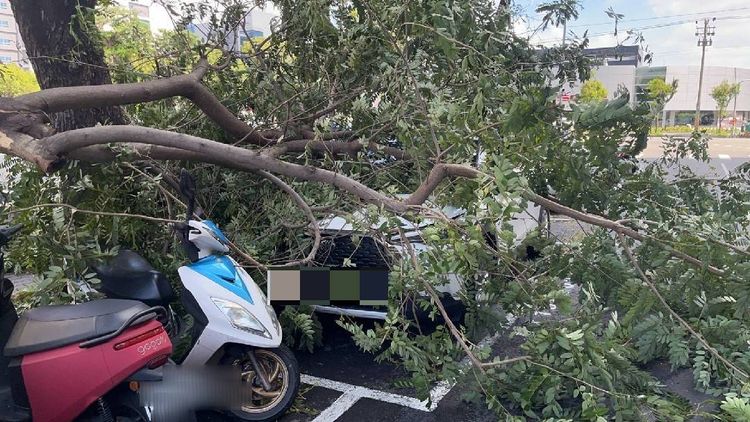 倒塌的路樹壓到一輛機車與一輛汽車。讀者提供