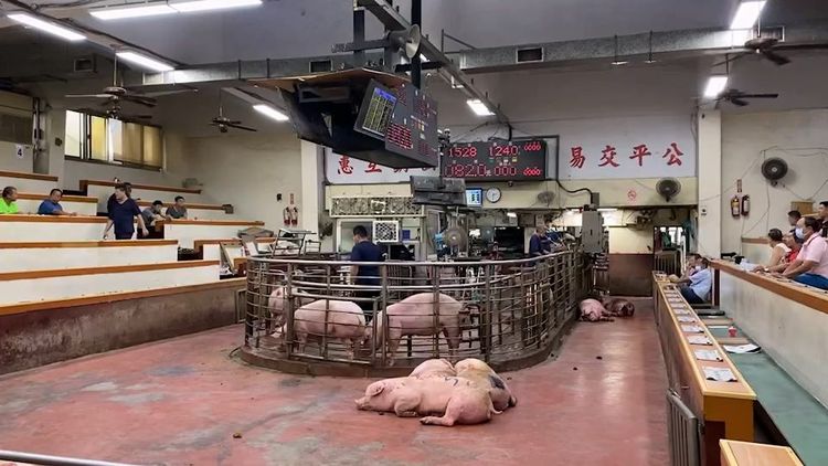 上演全武行的彰化縣肉品市場豬隻拍賣場。民眾提供