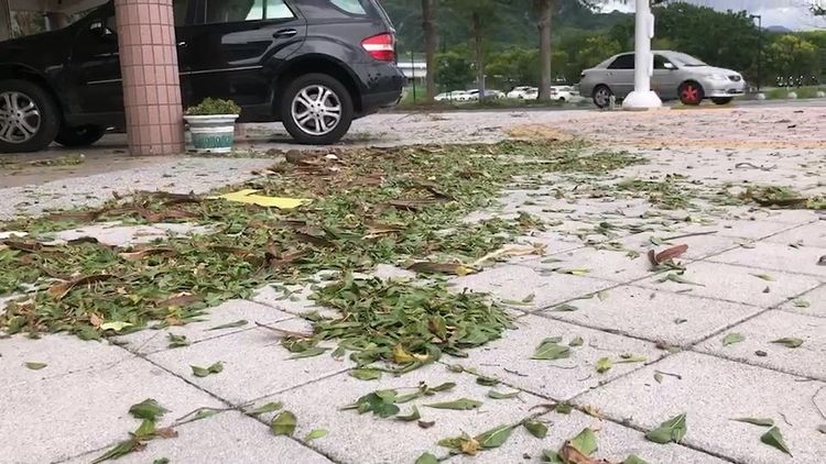 颱風掃落葉。民眾提供