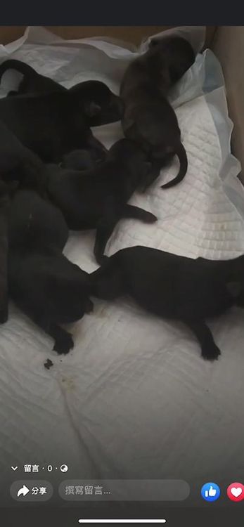 義工從金爐內救出9隻剛出生才三天的幼犬。童姓愛心媽媽提供